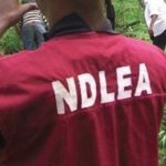  NDLEA destroys 42.9 hectares of Indian hemp farmlands in Ekiti  Official