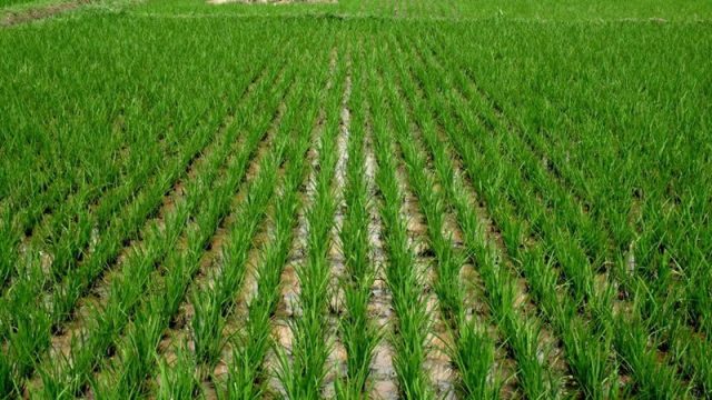 Ekiti to begin massive rice production soon  Commissioner