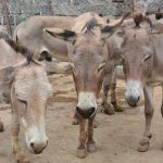  Customs impounds N42m worth of donkey meat