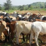  Nigeria topmost livestock producer in West Africa- Minister