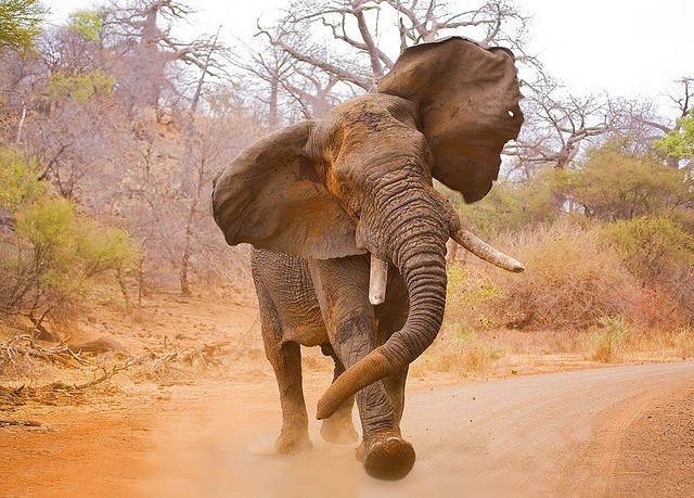 Elephant kills 46-year-old man in Namibia