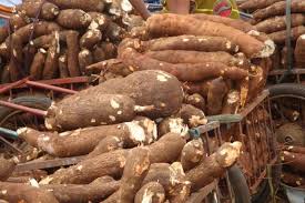 Nigeria targets 40 metric tonnes of cassava per hectare  FMARD
