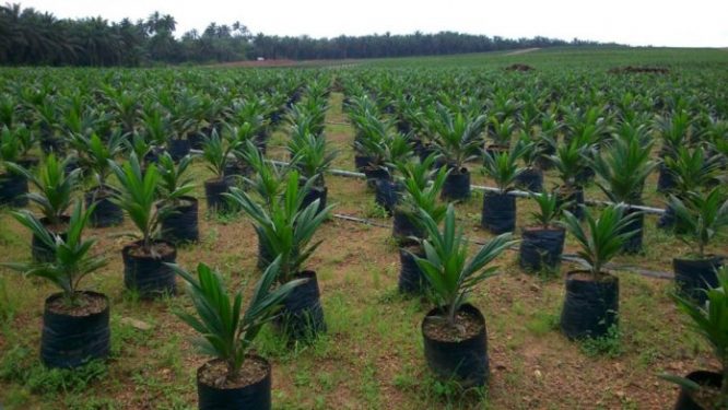 Jigawa Govt plants 2.5m tree seedlings