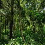  Group calls for preservation of nations forests for economic benefits