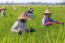 Rice farmers want irrigation scheme rehabilitated