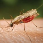  Environmental officers, PECAN collaborate to tackle Malaria scourge in Nigeria