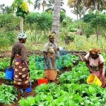  Food Security: Intl company supports Nigerian agriculture business