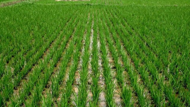 Group trains 300 farmers on modern rice farming in Enugu