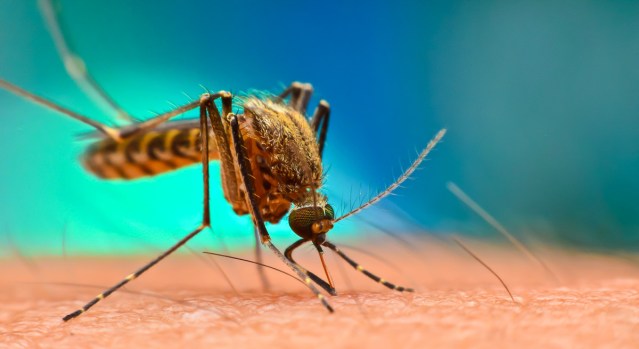 Achieving zero malaria by 2030 possible  Expert