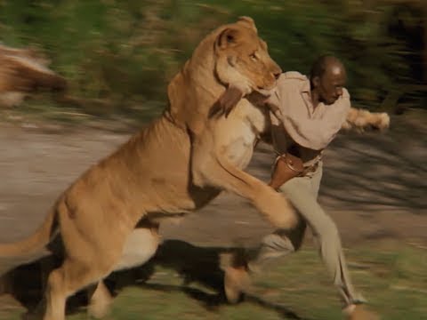 Lions maul South African man in presence of his wife