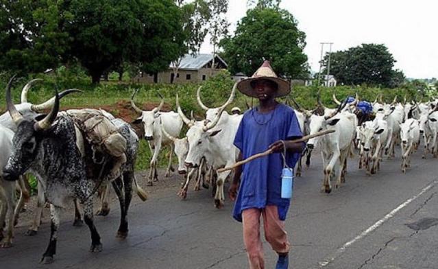 NGO urges FG, States to ensure success of National Livestock Transformation Plan