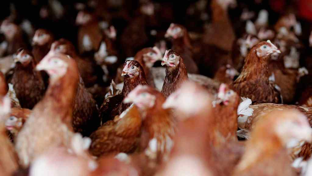 S. Korea confirms second highly pathogenic bird flu case from farm