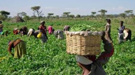Kano farmers urge govt. to ease dry season activities