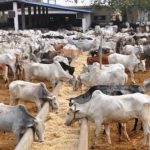  World Veterinary Day: Expert seeks govt, development partners support on legislation