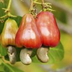  Nigeria sets to host 16th Cashew Alliance Conference