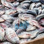  Demand for fish in Nigeria exceeds 3.6m metric tons  FG