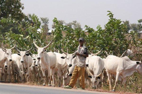 Katsina state Govt. to reintroduce development levy, cattle tax