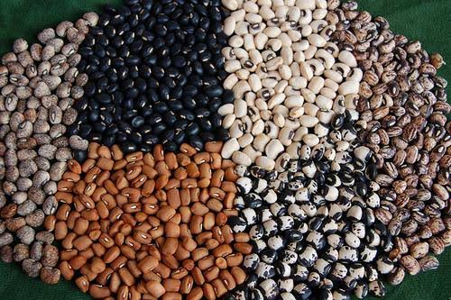 Farmers to get insect-resistant, high yielding cowpeas  NABDA