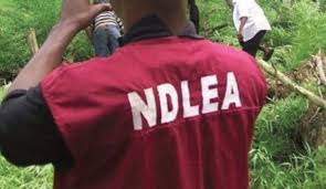 NDLEA loses 93 vehicles, other assets to protests in Edo  Commander