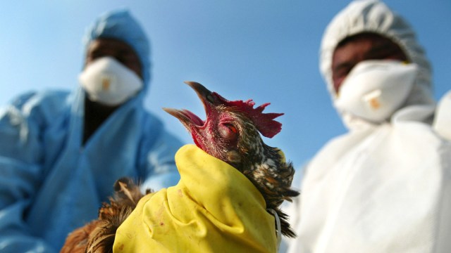 Niger records outbreak of avian flu