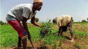 Agric Ministry trains 30 extension agents in Edo