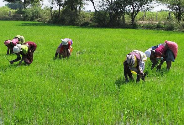 FG distributes inputs to 7,500 women farmers