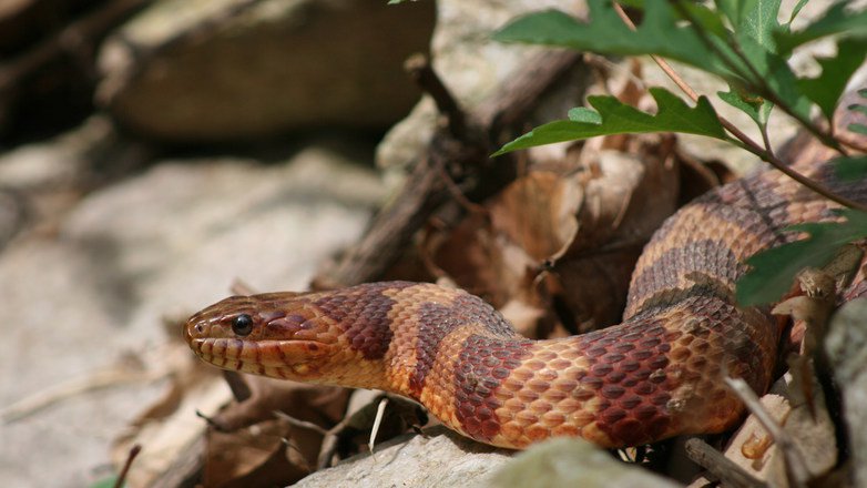 Bauchi Community records 47 snake bites in 7 months