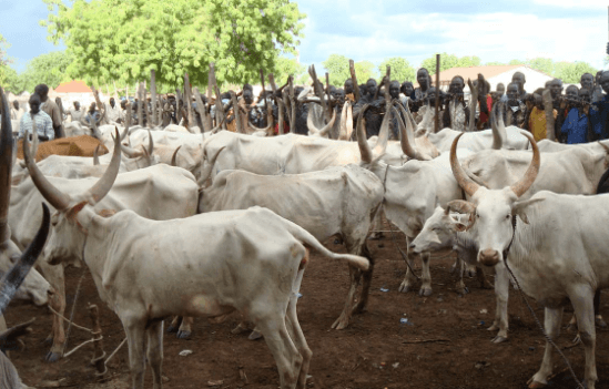 MACBAN urges FG to establish Livestock Ministry