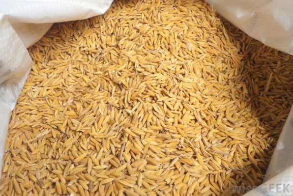Buhari inaugurates sales of rice paddy to millers in Northeast