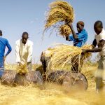  Farmers want predictable market, urge FG to control rice price,