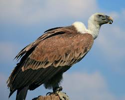 Vulture Day: NCF advocates Vulture Conservation
