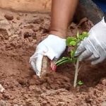  World Enviroment Day: Forum plants 500 trees in Jos Wild life Park