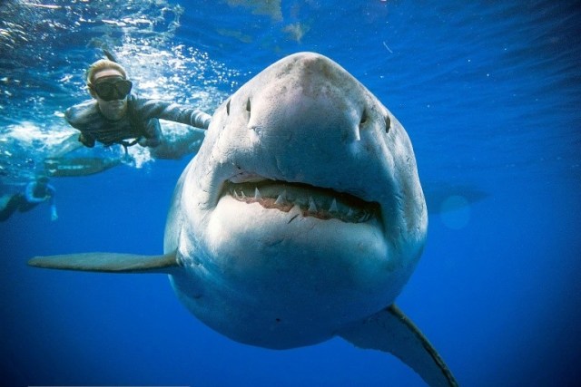 Man dies after shark attack on Australias east coast