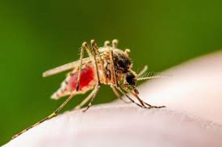 Malaria dangerous in pregnancy, can cause death  Parasitologist