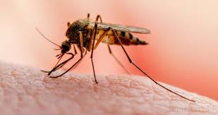 Malaria, threat to states development  Ekiti government