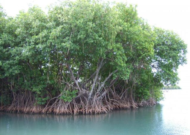 FG reiterates commitment to restore mangrove in Ogoniland