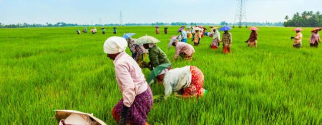 Ogun clears 1,000 hectares of land for modernfarming