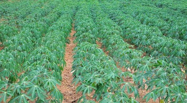 Group trains 400 cassava farmers on fertiliser application