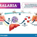  Malaria: Group advocates priority attention to older persons