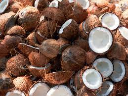 Ministry trains 50 farmers on Coconut value chain in Edo