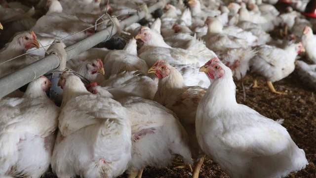 Avian influenza: Association urges govt. increase surveillance