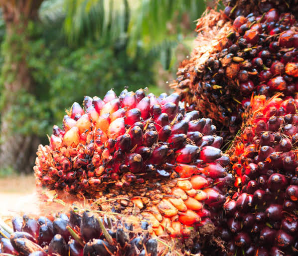 Palm oilprice further increases in Enugu major markets